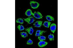 Confocal immunofluorescent analysis of COPE Antibody (C-term) (ABIN655276 and ABIN2844868) with  cell followed by Alexa Fluor 488-conjugated goat anti-rabbit lgG (green). (COPE Antikörper  (C-Term))