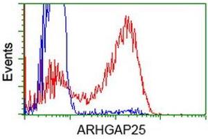 Image no. 4 for anti-rho GTPase Activating Protein 25 (ARHGAP25) antibody (ABIN1496701) (ARHGAP25 Antikörper)
