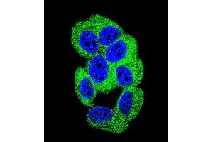 Confocal immunofluorescent analysis of PCDH20 Antibody (Center) (ABIN655602 and ABIN2845086) with MCF-7 cell followed by Alexa Fluor 488-conjugated goat anti-rabbit lgG (green). (PCDH20 Antikörper  (AA 445-472))