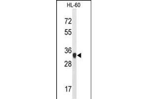 Western blot analysis of ATP5C1 Antibody (N-term) (ABIN653186 and ABIN2842739) in HL-60 cell line lysates (35 μg/lane). (ATP5C1 Antikörper  (N-Term))