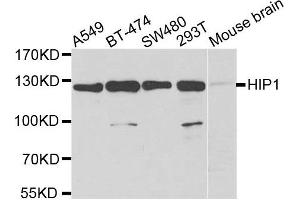 Western blot analysis of extracts of various cell lines, using HIP1 antibody. (HIP1 Antikörper)