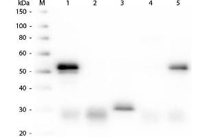 Western Blot of Anti-Rabbit IgG (H&L) (DONKEY) Antibody Peroxidase Conjugated . (Esel anti-Kaninchen IgG (Heavy & Light Chain) Antikörper (FITC) - Preadsorbed)