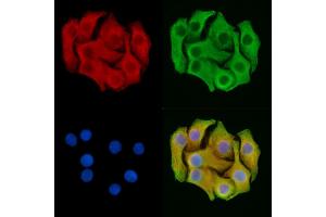 ABIN7095244 and ABIN7099301 staining Hela cells by IF/ICC. (BTG2 Antikörper)