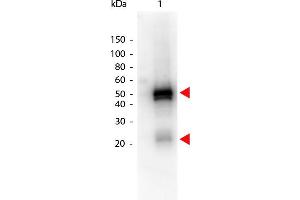 Western Blot of Peroxidase conjugated Donkey anti-Rabbit IgG antibody. (Esel anti-Kaninchen IgG (Heavy & Light Chain) Antikörper (HRP))