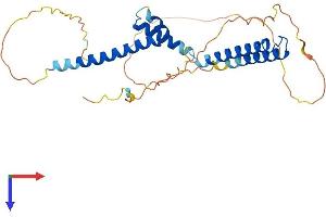 HEY1 Protein (AA 1-299) (His tag)