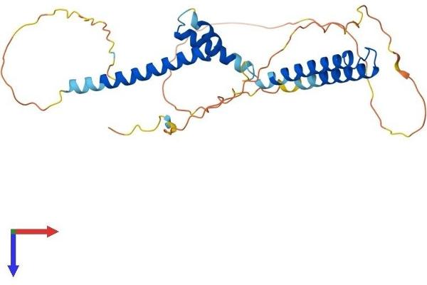 HEY1 Protein (AA 1-299) (His tag)