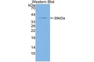 Western Blotting (WB) image for anti-Keratin 4 (KRT4) (AA 152-457) antibody (ABIN1859579)