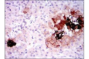 Immunohistochemistry (IHC) image for anti-Somatostatin (SST) (AA 1-116) antibody (ABIN1845358) (Somatostatin Antikörper  (AA 1-116))