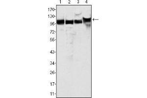 Western blot analysis using MSH2 mouse mAb against Hela (1), A549 (2), A431 (3) and HEK293 (4) cell lysate. (MSH2 Antikörper)