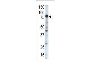 Western blot analysis of DCAMKL1 Antibody (N-term) in mouse brain tissue lysate. (DCLK1 Antikörper  (N-Term))