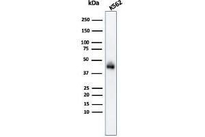 Western Blot Analysis of K562 cell lysate usingGlycophorin A Mouse Monoclonal Antibody (GYPA/280). (CD235a/GYPA Antikörper)