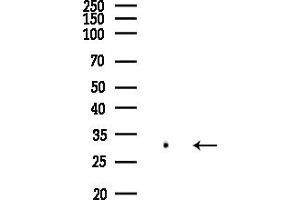 Western blot analysis of lysates from  cells(heat-shock,45 min treatment), using OR5AN1 Antibody at 1/1000 dilution.