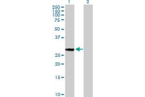 Western Blot analysis of GFOD2 expression in transfected 293T cell line by GFOD2 MaxPab polyclonal antibody. (GFOD2 Antikörper  (AA 1-280))