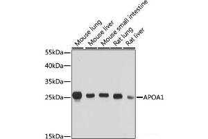 Western blot analysis of extracts of various cell lines using APOA1 Polyclonal Antibody at dilution of 1:1000. (APOA1 Antikörper)