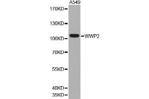 Western blot analysis of extracts of A549 cell line, using WWP2 antibody. (WWP2 Antikörper  (AA 151-400))