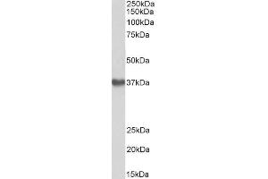 ABIN5539830 (1µg/ml) staining of Human Placenta lysate (35µg protein in RIPA buffer). (GNA12 Antikörper  (Internal Region))