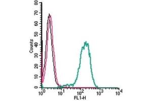 Cell surface detection of Frizzled-1 by indirect flow cytometry in live intact human THP-1 monocytic leukemia cells: (black line) Cells. (FZD1 Antikörper  (Extracellular))