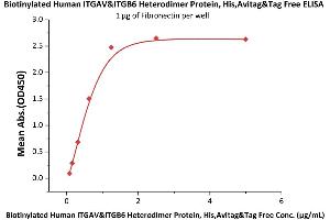 Immobilized Fibronectin at 10 μg/mL (100 μL/well) can bind Biotinylated Human ITGAV&ITGB6 Heterodimer Protein, His,Avitag&Tag Free (ABIN5674599,ABIN6253672) with a linear range of 0. (ITGAV/ITGB6 Protein (AA 31-992) (His tag,AVI tag,Biotin))