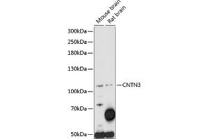 Western blot analysis of extracts of various cell lines, using CNTN3 antibody (ABIN7266494) at 1:1000 dilution. (CNTN3 Antikörper  (AA 20-110))