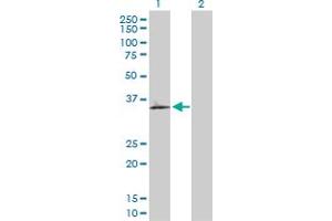 Western Blot analysis of OLR1 expression in transfected 293T cell line by OLR1 MaxPab polyclonal antibody. (OLR1 Antikörper  (AA 1-273))