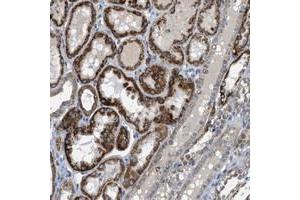 Immunohistochemical staining of human kidney with BTN3A1 polyclonal antibody  shows strong cytoplasmic positivity in a granular pattern in renal tubules at 1:20-1:50 dilution. (BTN3A1 Antikörper)