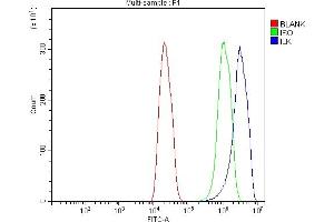Flow Cytometry analysis of C6 cells using anti-Integrin Linked ILK antibody (ABIN7599411). (ILK Antikörper  (AA 1-452))