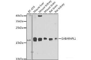 Western blot analysis of extracts of various cell lines using GABARAPL1 Polyclonal Antibody at dilution of 1:1000. (GABARAPL1 Antikörper)