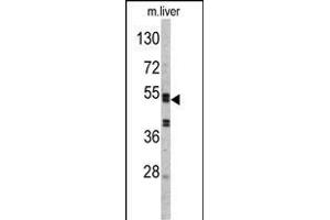Western blot analysis of SERPINC1 Antibody (C-term) (ABIN390671 and ABIN2840966) in mouse liver tissue lysates (35 μg/lane). (SERPINC1 Antikörper  (C-Term))