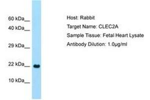 Image no. 1 for anti-C-Type Lectin Domain Family 2, Member A (CLEC2A) (C-Term) antibody (ABIN6750091) (CLEC2A Antikörper  (C-Term))
