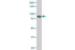 Western Blotting (WB) image for anti-Upstream Binding Transcription Factor, RNA Polymerase I (UBTF) (AA 551-650) antibody (ABIN521227)