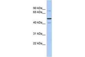 Image no. 1 for anti-Structure Specific Recognition Protein 1 (SSRP1) (AA 611-660) antibody (ABIN6744397) (SSRP1 Antikörper  (AA 611-660))