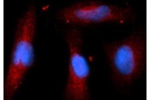Immunofluorescence (IF) image for anti-Stromal Cell Derived Factor 2 (SDF2) (AA 19-211) antibody (PE) (ABIN5566163) (SDF2 Antikörper  (AA 19-211) (PE))