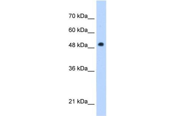 PNPLA3 Antikörper  (C-Term)