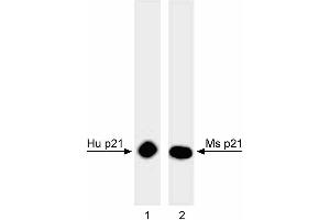 Western blot analysis of p21 in human and mouse cell lines. (p21 Antikörper)