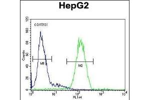 SERPINH1 Antibody (Center) (ABIN391548 and ABIN2841497) flow cytometric analysis of HepG2 cells (right histogram) compared to a negative control cell (left histogram). (SERPINH1 Antikörper  (AA 169-196))