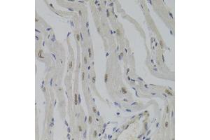 Immunohistochemistry of paraffin-embedded mouse heart using NASP Antibody (ABIN5975448) at dilution of 1/100 (40x lens). (NASP Antikörper)