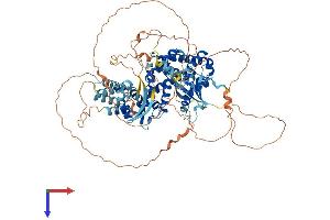 RALGDS Protein (AA 1-852) (His tag)