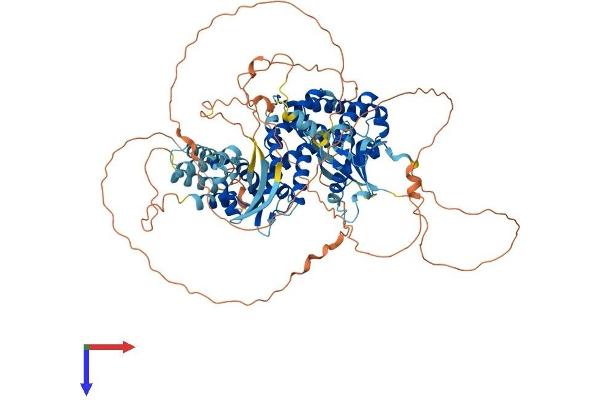 RALGDS Protein (AA 1-852) (His tag)