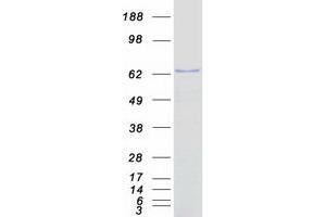 Western Blotting (WB) image for Eukaryotic Translation Initiation Factor 3, Subunit D (EIF3D) protein (Myc-DYKDDDDK Tag) (ABIN2720078)