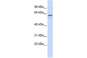 Western Blotting (WB) image for anti-Tripartite Motif Containing 6 (TRIM6) antibody (ABIN2458105) (TRIM6 Antikörper)