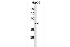 CTNS Antibody (C-term) (ABIN1881240 and ABIN2838391) western blot analysis in HepG2 cell line lysates (35 μg/lane). (CTNS Antikörper  (C-Term))