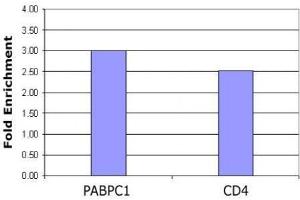 Histone H4 acetyl Lys5 antibody tested by ChIP analysis. (Histone H4 Antikörper  (acLys5))
