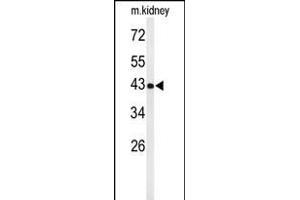 Western blot analysis of UBXN6 Antibody (C-term) (ABIN651276 and ABIN2840165) in mouse kidney tissue lysates (35 μg/lane). (UBXN6 Antikörper  (C-Term))