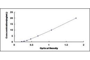 STX2 ELISA Kit