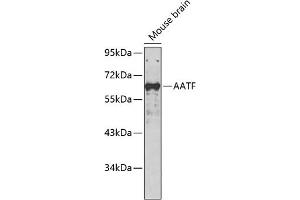 Western blot analysis of extracts of mouse brain, using AATF antibody (ABIN7265647). (AATF Antikörper  (AA 7-100))