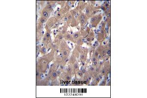 AKR1C2 Antibody immunohistochemistry analysis in formalin fixed and paraffin embedded human liver tissue followed by peroxidase conjugation of the secondary antibody and DAB staining.