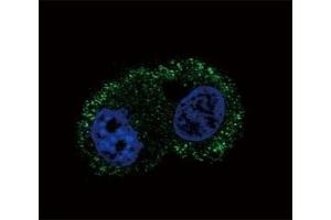 Immunofluorescence (IF) image for anti-Integrin, alpha 6 (ITGA6) antibody (ABIN3029807)