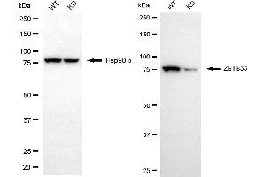 Western blotting analysis using ZBTB33 antibody (ABIN7800890). (Rekombinanter ZBTB33 Antikörper)