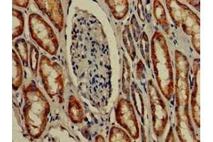 Immunohistochemistry of paraffin-embedded human kidney tissue using ABIN7172957 at dilution of 1:100 (TMIGD2 Antikörper  (AA 23-150))