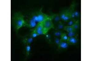Immunofluorescence (IF) image for anti-Kelch-Like ECH-Associated Protein 1 (KEAP1) antibody (ABIN1499015) (KEAP1 Antikörper)